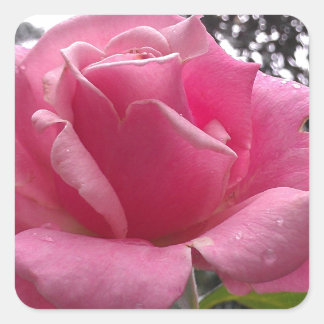 Gorgeous pink rose flower in bloom! square sticker