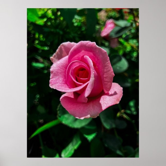 Gorgeous pink rose flower poster picture (Front)