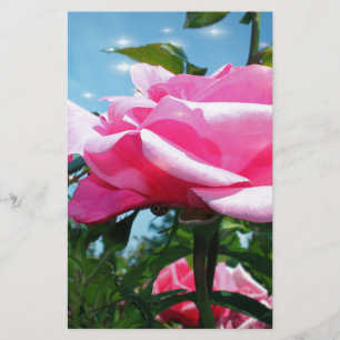 Gorgeous pink rose in blue sky. Floral photography Stationery