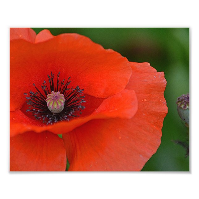 Gorgeous Poppy Photo Print (Front)