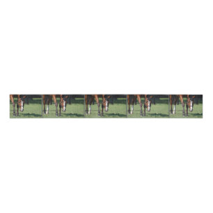 Gorgeous Quarter Horse Grosgrain Ribbon