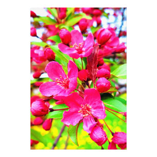 Gorgeous Red Barron Crabapple Photo