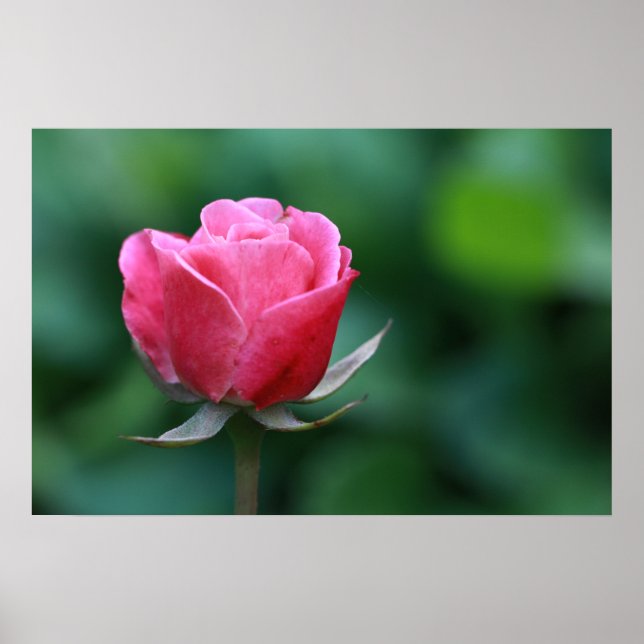 Gorgeous Red / Pink Rose Poster (Front)