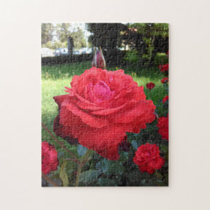 Gorgeous Red Roses Jigsaw Puzzle