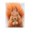 Gorgeous Red Squirrel