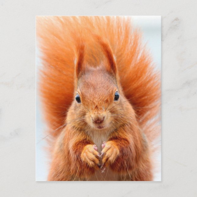 Gorgeous Red Squirrel Postcard (Front)