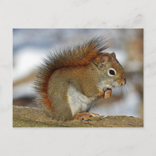 Gorgeous Red Squirrel Postcard