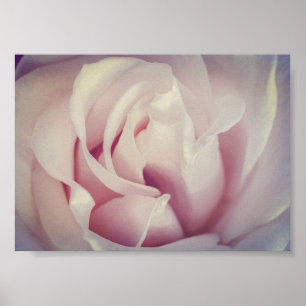Gorgeous Rose Lavender Pink Flower Archival Poster