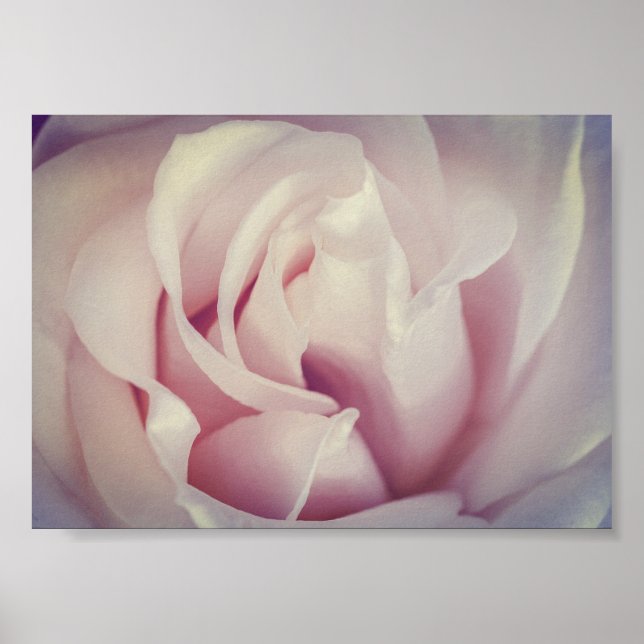 Gorgeous Rose Lavender Pink Flower Archival Poster (Front)