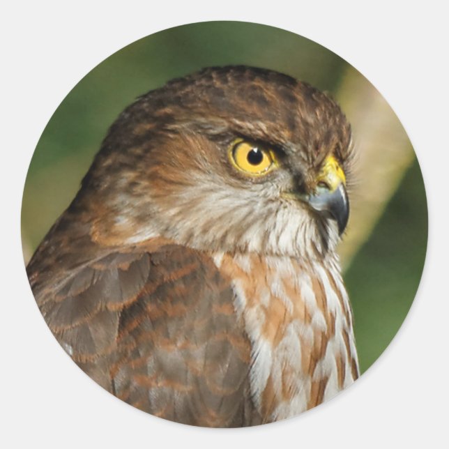 Gorgeous Sharp-Shinned Hawk Comes A-Callin' Classic Round Sticker (Front)