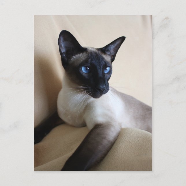 Gorgeous Siamese Cat Face Postcard (Front)