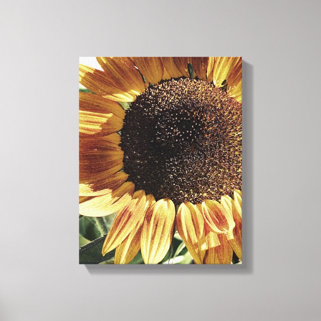 Gorgeous Sunflower | Photograph by Cherie | Floral Canvas Print (Front)