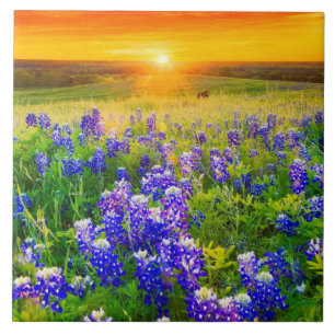 gorgeous Texas bluebonnets Tile