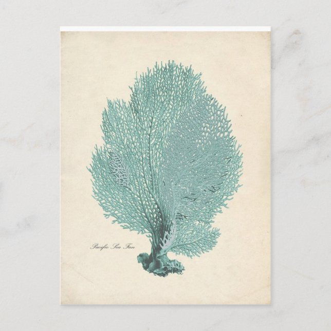Gorgeous Turquoise/Aqua Pacific Sea Fan Postcard (Front)