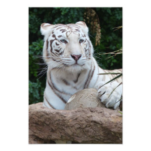 Gorgeous white bengal tiger photo print