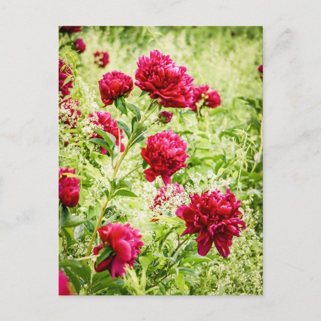 Gorgeous Wild Peony Flowers Postcard (Front)