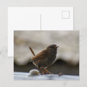 Gorgeous Wren  Postcard