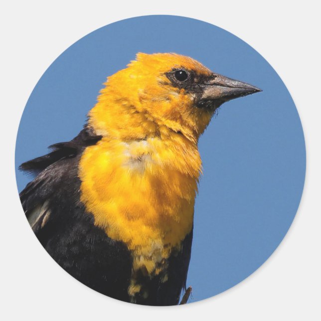 Gorgeous Yellow-Headed Blackbird on a Windy Day Classic Round Sticker (Front)