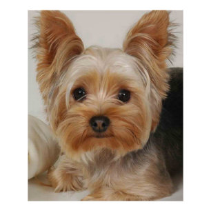 Gorgeous Yorkshire Terrier Photo Print
