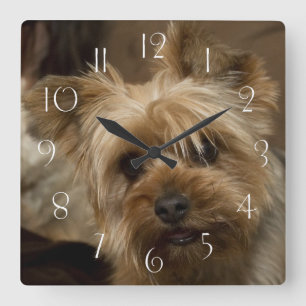 Gorgeous Yorkshire Terrier Square Wall Clock