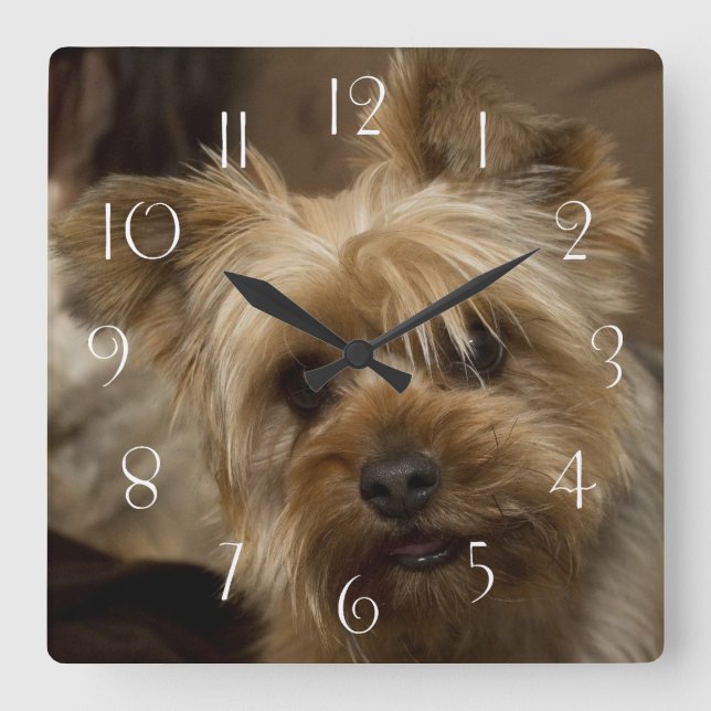 Gorgeous Yorkshire Terrier Square Wall Clock (Front)
