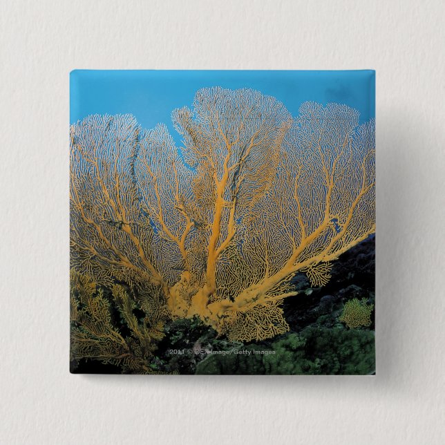 Gorgonian coral 2 inch square button (Front)