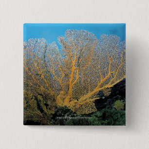 Gorgonian coral 2 inch square button