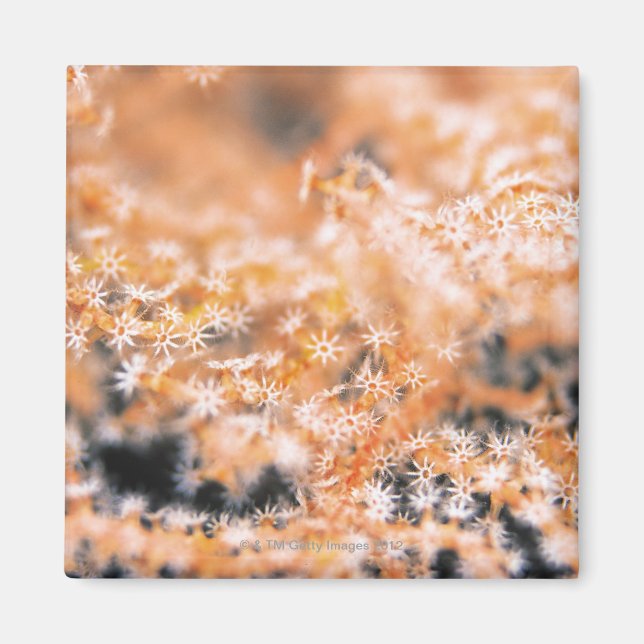 Gorgonian coral 2 magnet (Front)