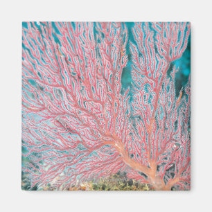 Gorgonian coral 3 magnet