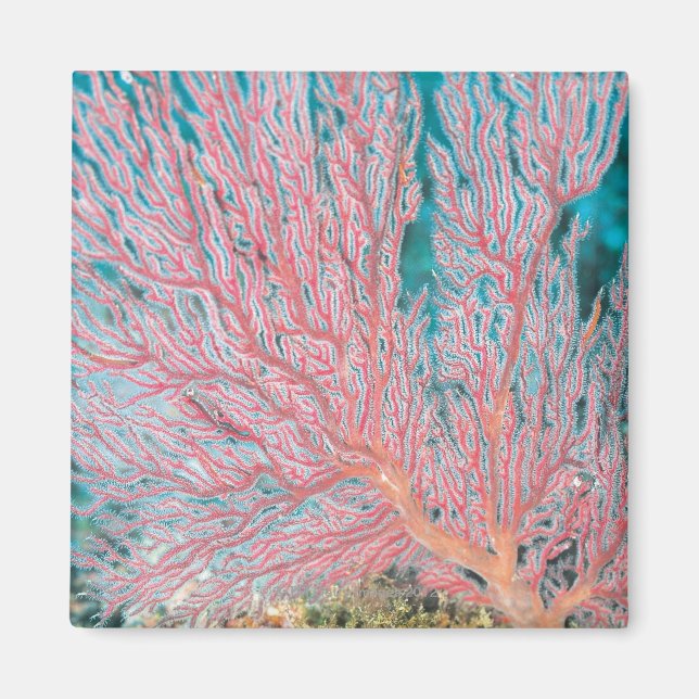 Gorgonian coral 3 magnet (Front)
