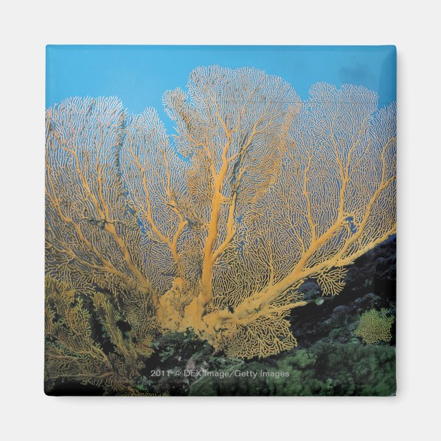 Gorgonian coral magnet (Front)