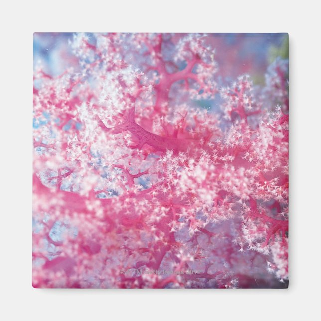 Gorgonian coral magnet (Front)