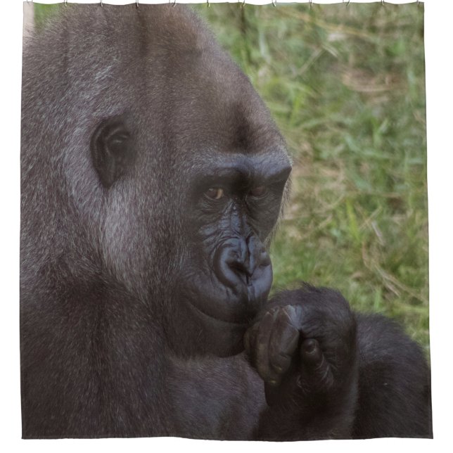 Gorilla (Front)