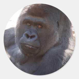 Gorilla_004 Classic Round Sticker