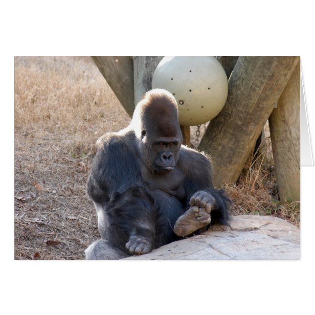 Gorilla_007 (Front Horizontal)