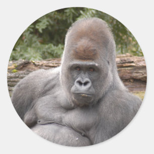 Gorilla_021 Classic Round Sticker