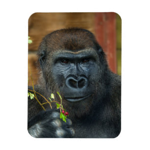 Gorilla And His Berries Photo Print Jigsaw Puzzle Magnet