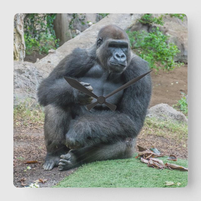 Gorilla at the zoo square wall clock (Front)