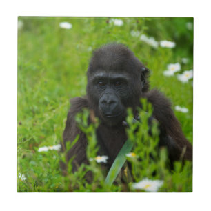 Gorilla Baby Hiding In The Grass Square Tile