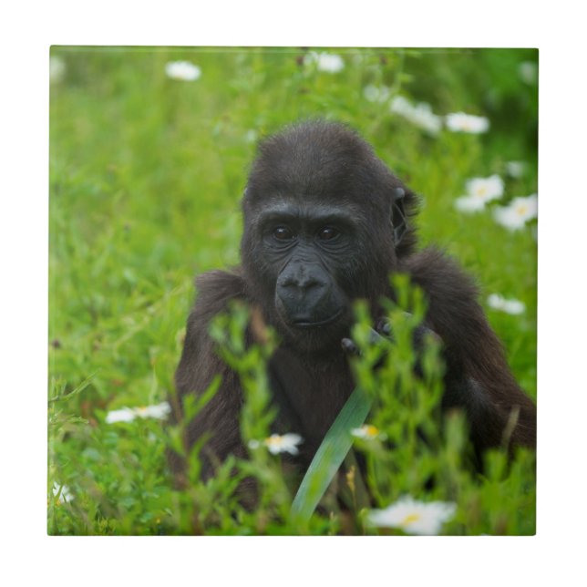 Gorilla Baby Hiding In The Grass Square Tile (Front)
