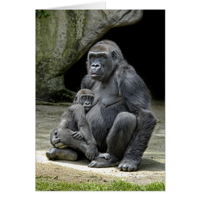 Gorilla Baby & Mom (Front)