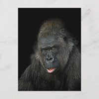 Gorilla Biddy