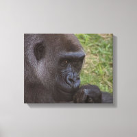 Gorilla