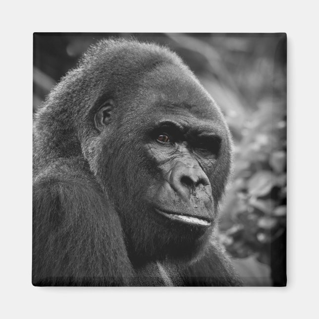 Gorilla Close Up Black And White Portrait Magnet (Front)