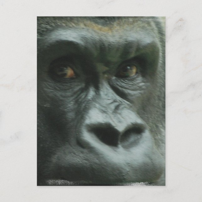Gorilla dans les cartes postales de la Mist (Devant)