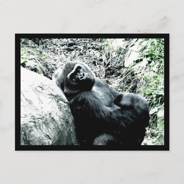 Gorilla Diva Postcard (Front)