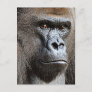 Gorilla Face Postcard