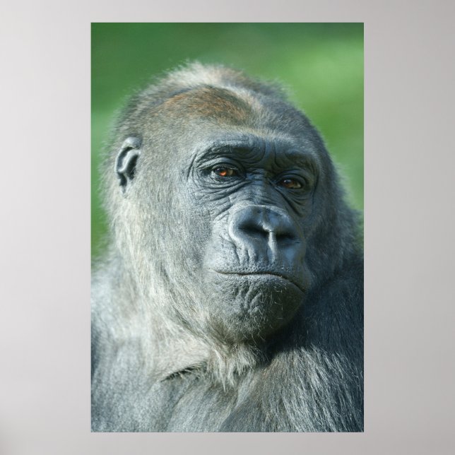 Gorilla Face Poster (Front)