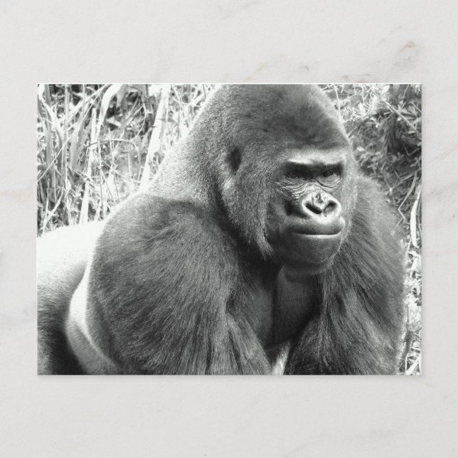 Gorilla in Black and White Postcard (Front)