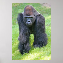 gorilla in the jungle